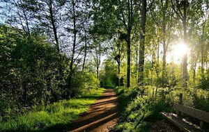 BAin de forêt 