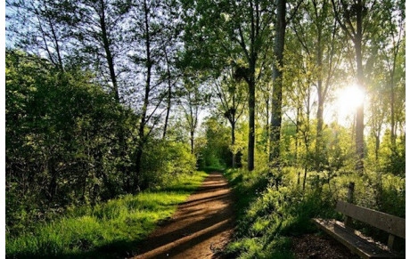 BAin de forêt 